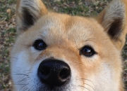 雷火电竞主播-跨时空对决，库里欧冠首秀狂砍50分，坦言我代表山西队封锁热火