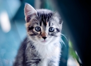 雷火电竞官网-当特奥之光遇见银河战舰，一场关于勇气与梦想的特殊对决