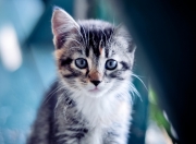 雷火电竞官网-当特奥之光遇见银河战舰，一场关于勇气与梦想的特殊对决