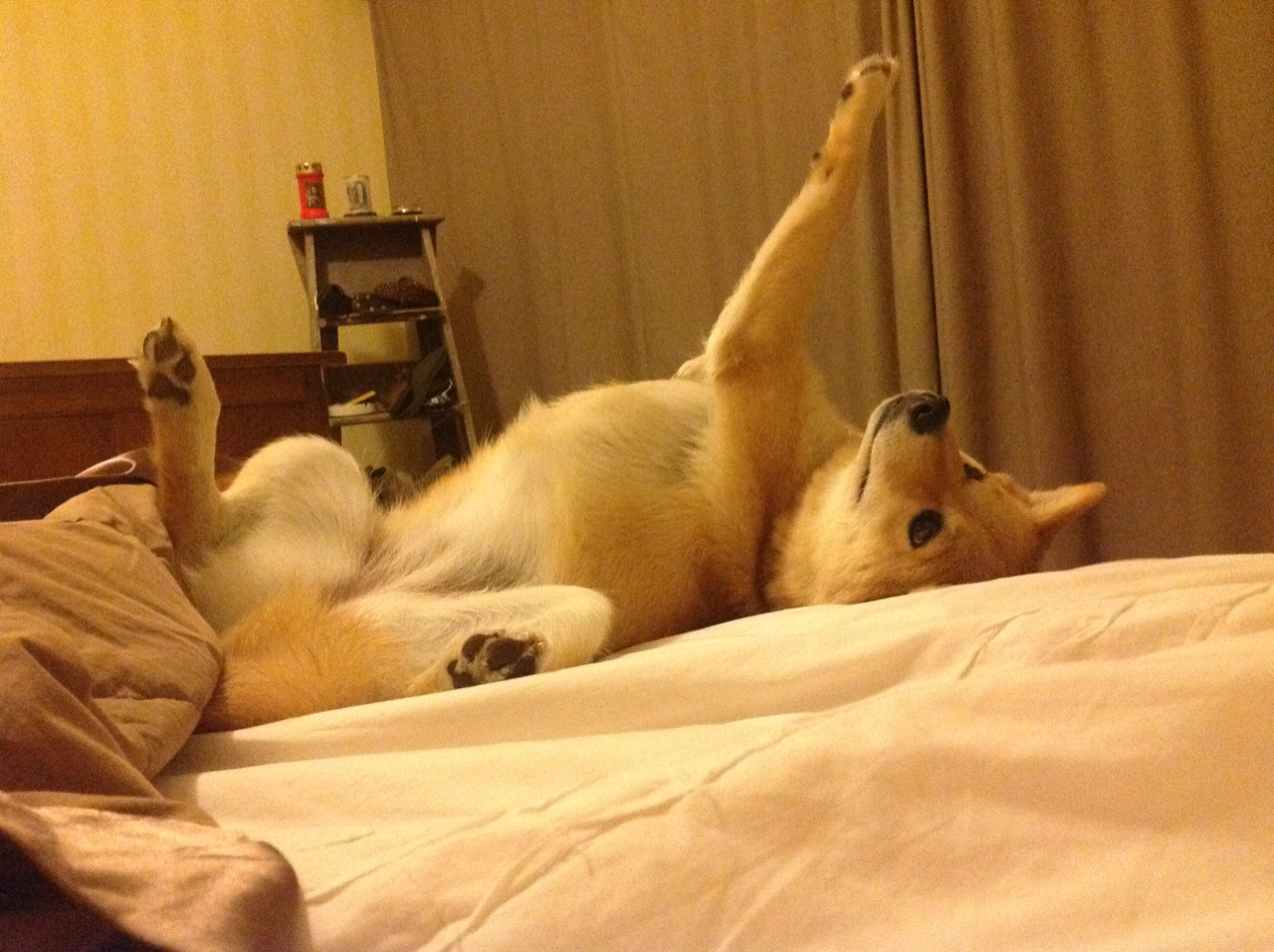 当开拓者掳走北京队，塔图姆成了照亮东西方的篮球北极星