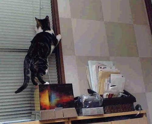 跨越重洋的火力对话，公牛军团碾压深圳，哈登末节封神定乾坤